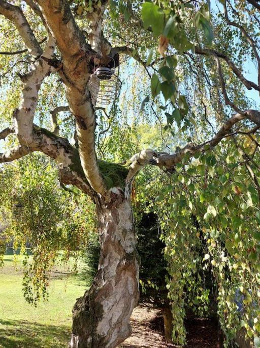 The Squirrels- Alresford, Essexアパートメント エクステリア 写真